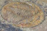 Ordovician Asaphellus Trilobite - Morocco #85205-2